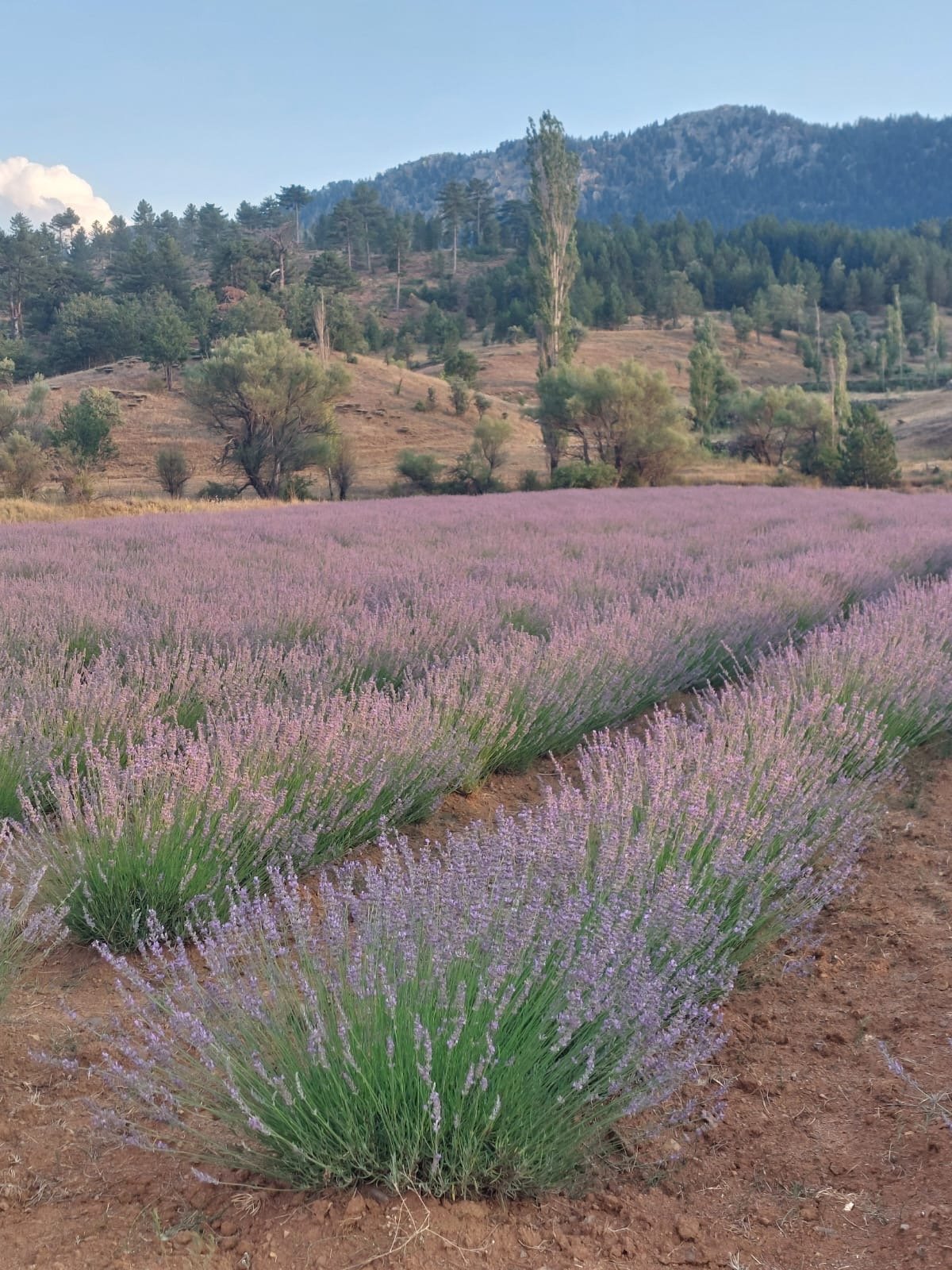 Lavendel