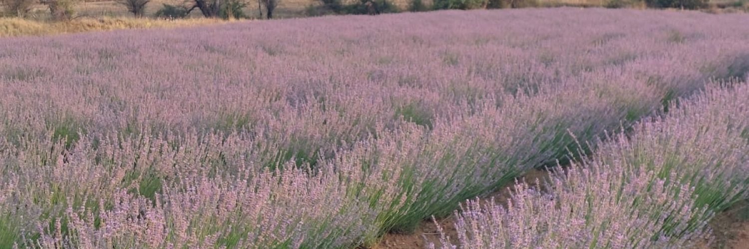Lavendel